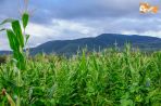 Фермата близо до нас