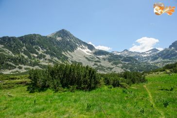 Мед от връхчета на клек
