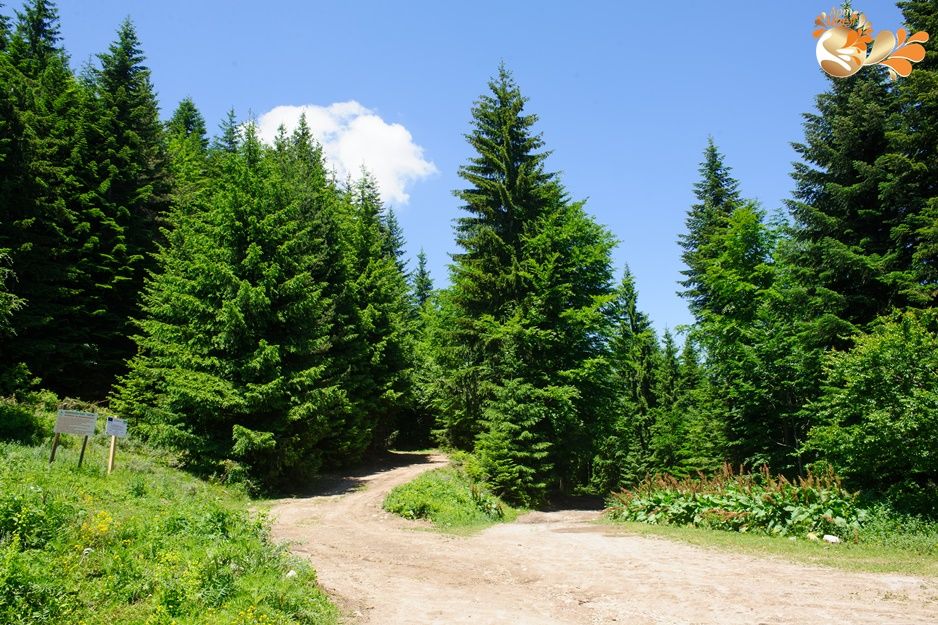 Перфектен крем карамел