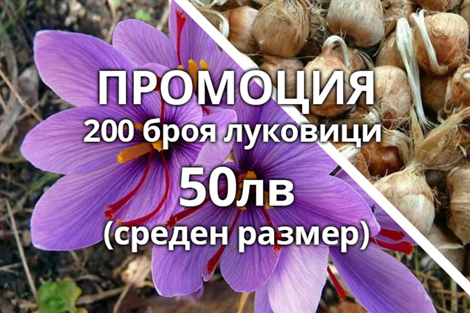 Шафрановият минзухар е лесен за отглеждане