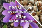 Шафрановият минзухар е лесен за отглеждане