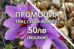 Шафрановият минзухар е лесен за отглеждане